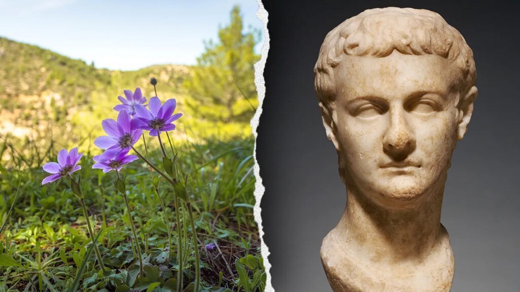 Roman emperor Caligula had surprising knowledge of medicinal plants, says study
