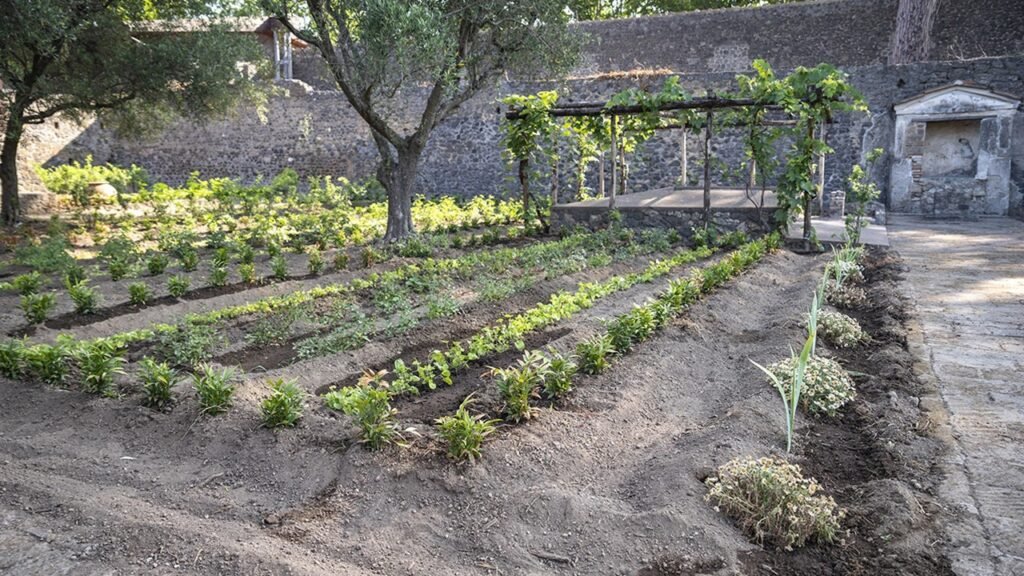 Ancient Pompeii garden has been reconstructed with 800 roses and 1,200 violets
