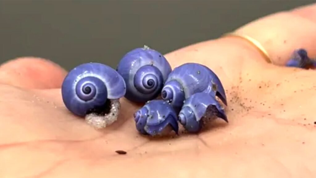 Rare purple sea snail spotted on La Jolla beach after years-long absence