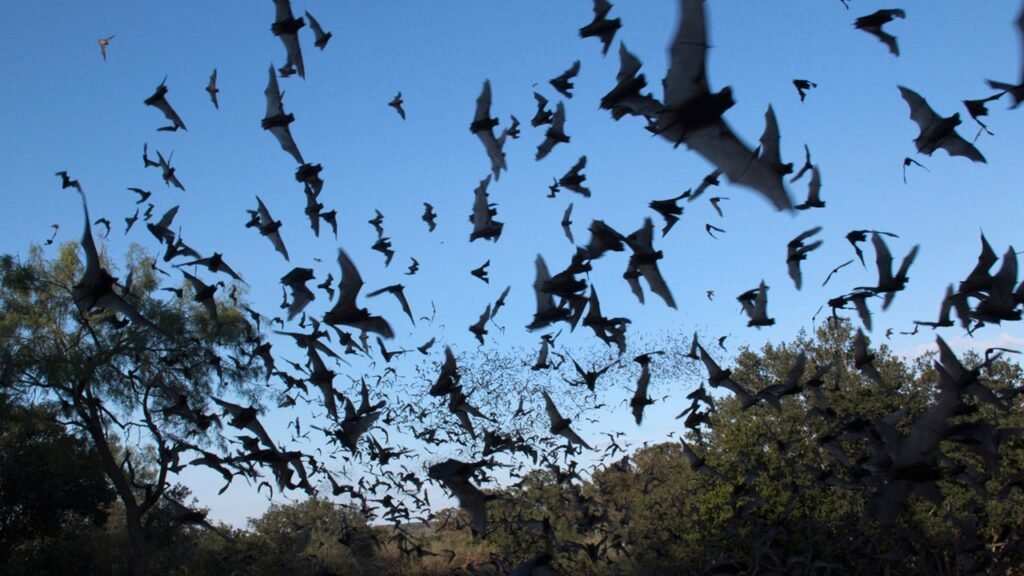 Woman gets $20K healthcare bill after bat flies into her mouth in Arizona