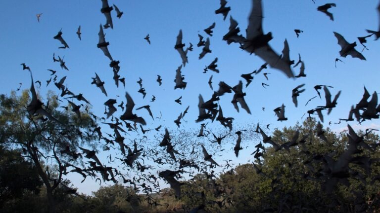 Woman gets $20K healthcare bill after bat flies into her mouth in Arizona
